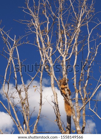 Eastern Fox Squirrel on a tree