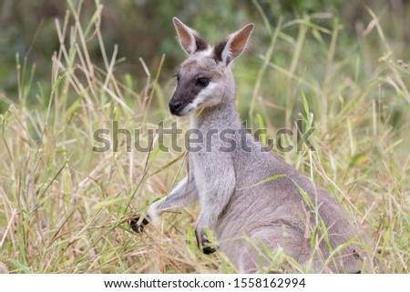 Pretty-faced or Whiptailed Wallabyi feeding n long grass
