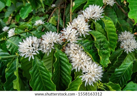 Flower of arabica and Robusta tree in Coffee plantation, Buon Me Thuot or Buon Ma Thuot, Dak Lak, Vietnam.