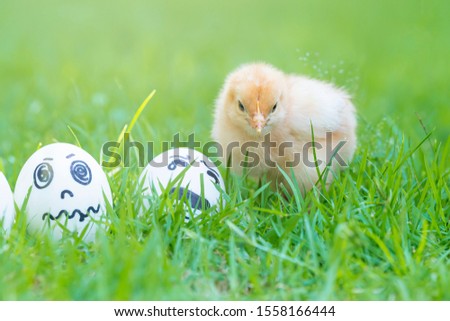 Cute yellow fluffy chick standing on green grass and Painted emotion Panic face, crying egg on eggs. Bad day feeling concept