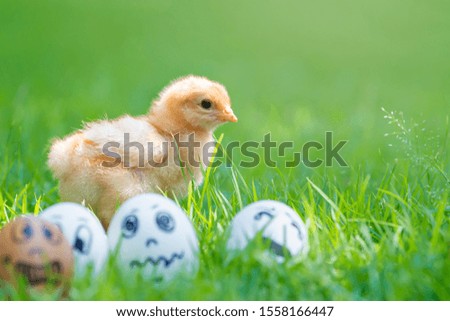 Funny eggs with faces and Baby chicken in garden. 