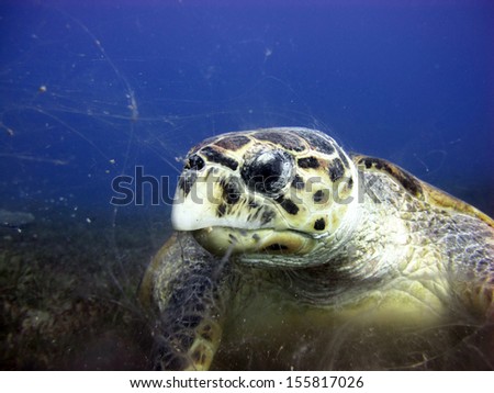 Hawksbill turtle portrait