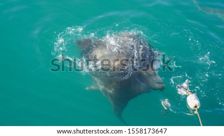 Large Stringray lure feeding in South Africa shark diving attraction Royalty-Free Stock Photo #1558173647