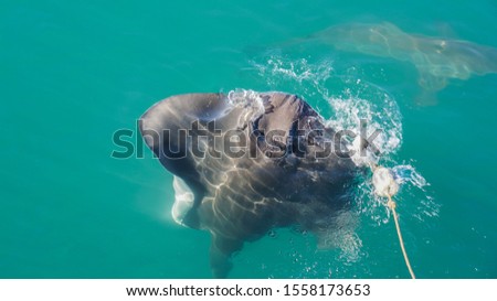 Large Stringray lure feeding in South Africa shark diving attraction Royalty-Free Stock Photo #1558173653