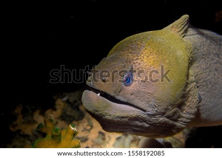 Giant Moray Eel (Gymnothorax javanicus). Scuba diving and underwater photography