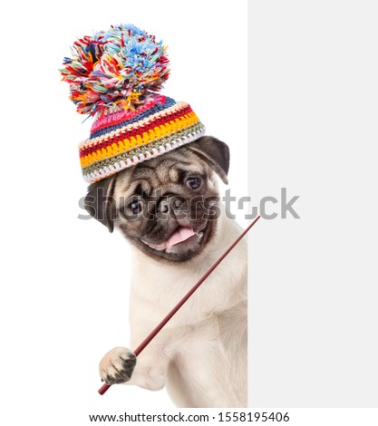 Funny puppy wearing a warm hat  points on empty banner. isolated on white background