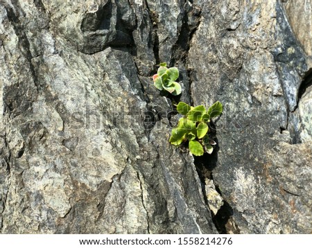 Natural textured background. Small green leaves make their way into the gray rocky surface. Free space, close-up, horizontal. Concept of nature.