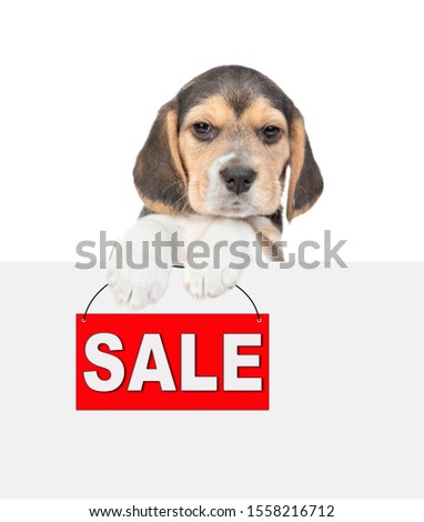 Beagle puppy holds sales symbol above white banner. isolated on white background