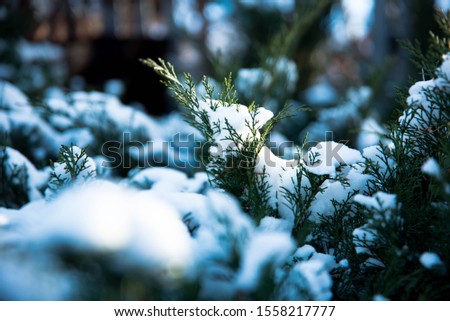 green tree branch in the snow