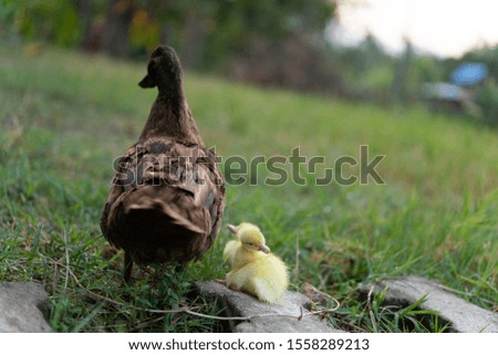 Brown mother duck and baby on green grass in meadow.