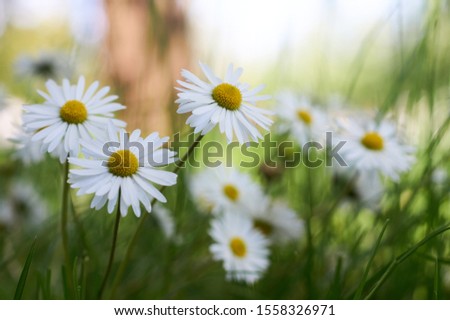 Chamomile in high grass, shallow depth of field