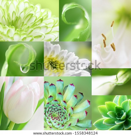 Collage of green amd white macro flower collection of different nine flowers. Flower seamless pattern, wallpaper.