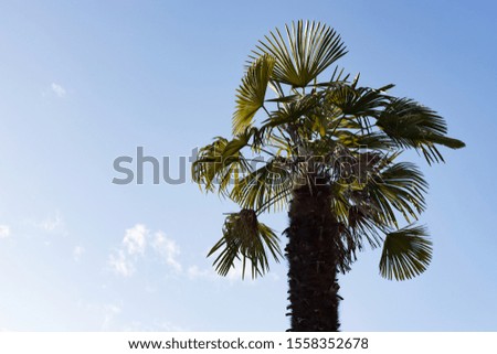 Palm trees with the blue sky background.