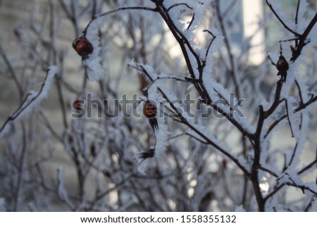 Photo winter landscape, Russian winter 