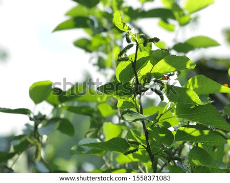 Silhouette of blurred mulberry plants growth in botanical garden, beautiful green leaves, natural background. Close up of foliage. Tropical botany tree. Selective focus.