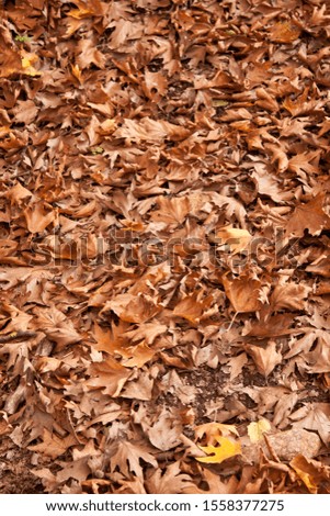 autumn leaves background texture for design