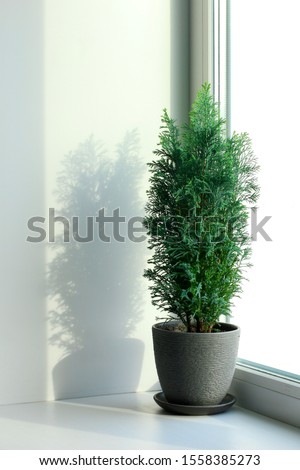Green lemon Cypress plant in vase or pot on windowsill. Christmas tree in front of wall with light and shadow from window. Flower, sunlight, minimalism, christmas background.