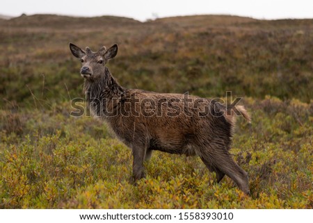 This is a picture from the Scottish Highlands on a cloudy day showing a   deer.