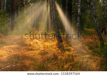 Walk in the woods. Pleasant  weather. Sun rays play in the branches of trees. 