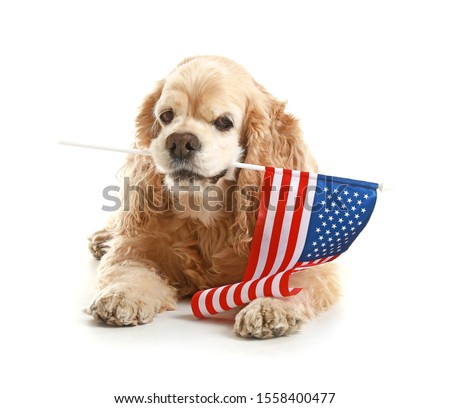 Cute cocker spaniel dog with USA flag on white background. Memorial Day celebration
