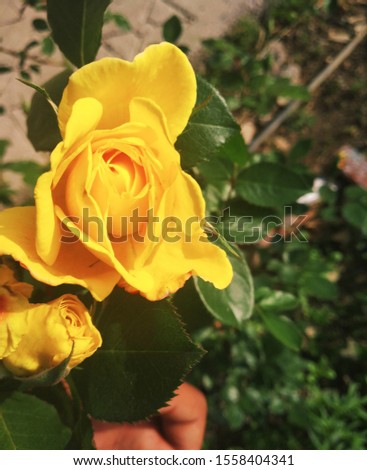 Beautiful Yellow rose pic in the garden