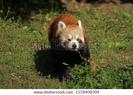 Young red panda hiding behind bush