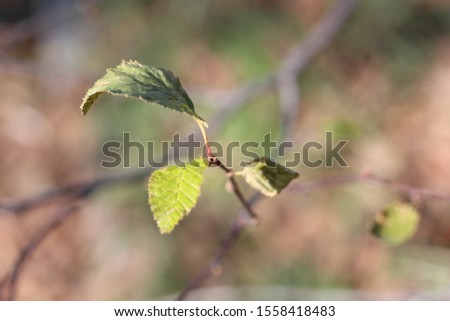 Autumn dry leaves macro photography with blurred background. Bush twigs close up. Green and yellow foliage