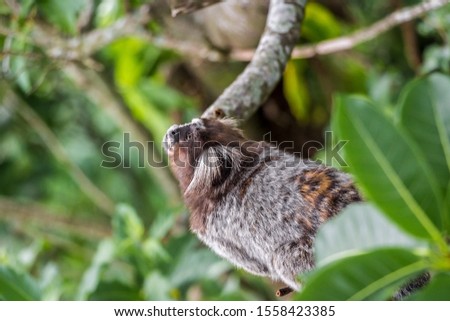 Common Marmoset Monkey (Callithrix Jacchus) In Amazon Rainforest. Cute Curious Wild Monkey With Furry Ears In Jungle Near Sugarloaf Mountain, Rio De Janeiro, Brazil.