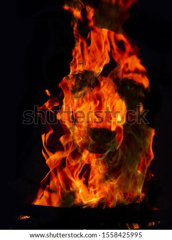Dog overlaid with orange flames