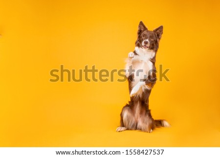 Red and white border collie on yellow background