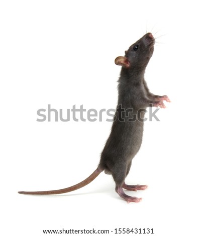 Rat standing on hind legs on white background