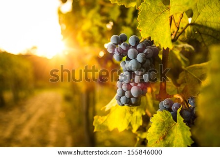 Grape in the vineyard. Shallow depth of field. 