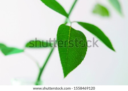 Green leaves on branch isolated on white. Very shallow focus, close-up.
