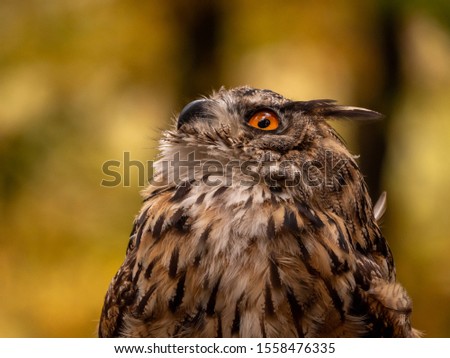 Eurasian eagle-owl (Bubo Bubo) in colorful autumn forest. Eurasian eagle owl sitting on tree. Owl in colorful autumn forest.