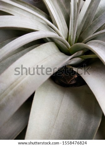 Funny tree frog tried to hide in Tillandsia xerographica