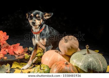 Beautiful puppy sitting in front of a bunch of pumpkins on dark background