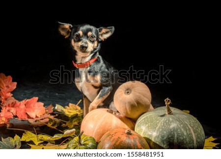 Beautiful puppy sitting in front of a bunch of pumpkins on dark background