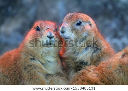 Prairie dog snuggles up in the cold winter