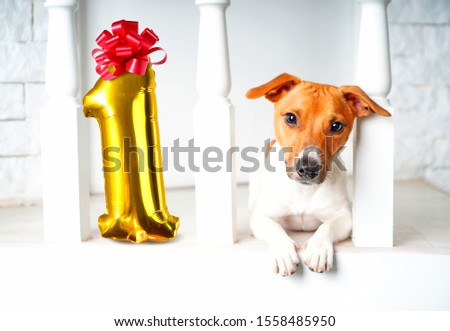 One year old dog birthday party concept with dog and number one of golden inflatable balloons. My dog is one year old event.