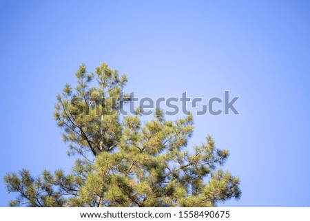 Christmas tree branches and needles on a background of blue sky