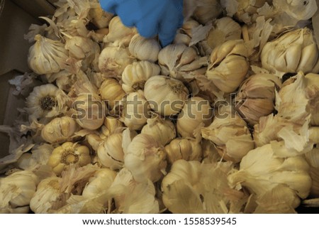 A photo of a pile of white garlic cloves with the skin, with a bright blue medical glove in the shot, digging in it