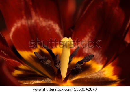 Tulip pistil (Tulipa), close-up of blossoming tulip