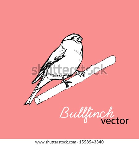 Vector illustration of a bullfinch on a branch. Drawn in doodle style. For greeting cards, calendars, winter designs, Christmas, New Year, calendars, books about birds, encyclopedias, coloring books.