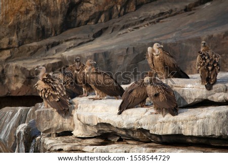 Griffon vulture, Gyps fulvus, Panna Tiger Reserve, Madhya Pradesh, India Royalty-Free Stock Photo #1558544729