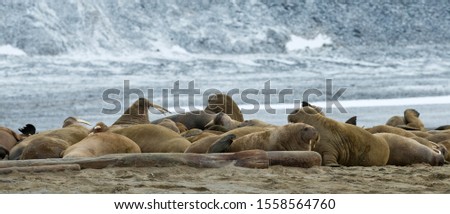 Pod of Walruses (Odobenus rosmarus), Phippsøya, Sjuøyane, Svalbard Archipelago, Svalbard and Jan Mayen, Norway