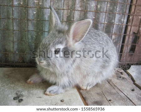 Cute dark gray baby rabbit sitting in a wooden cage, in rural farm. Phrae Thailand.