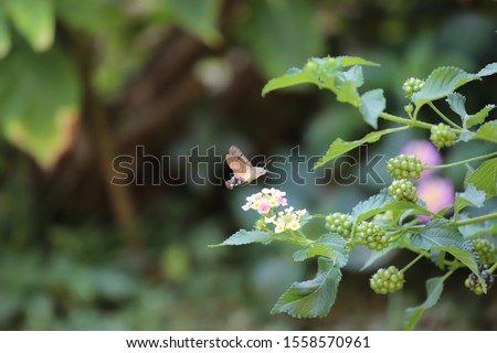photo of hummingbird-hawk moth beetle on flower