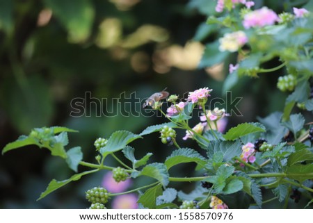 photo of hummingbird-hawk moth beetle on flower