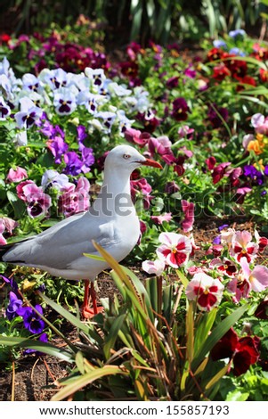 Silver gull has white head tail and underparts, light grey back and black-tipped wings. In adult birds the bill, legs and eye-ring are bright orange-red. This adult seagull enjoys a coastal garden 