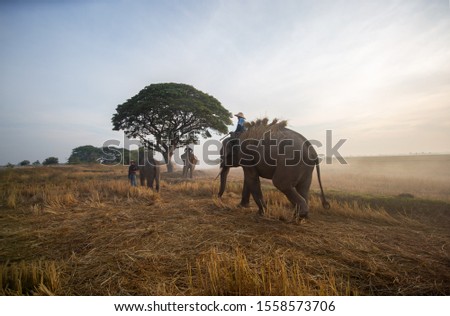 Silhouette of elephant and tree on the background of sunset, Asia elephant in Surin Thailand.